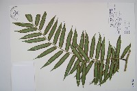 藏品(觀音座蓮)的圖片