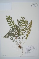 藏品(臺灣耳蕨)的圖片