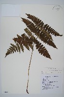 藏品(貞蕨)的圖片