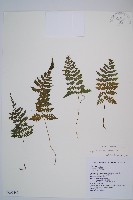 藏品(假蹄蓋蕨、東洋蹄蓋蕨)的圖片