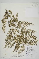 藏品(大黑柄鐵角蕨、黃鱗鐵角蕨、大羽鐵角蕨)的圖片