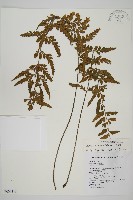 藏品(大蓬萊鐵角蕨)的圖片