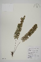 藏品(薄葉孔雀鐵角蕨、邊孢鐵角蕨)的圖片
