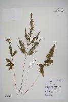 藏品(翅柄鳳尾蕨)的圖片