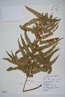 藏品(梳毛蕨)的圖片