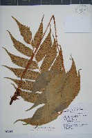 藏品(披針貫眾蕨)的圖片