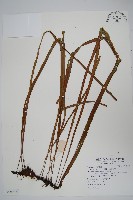 藏品(垂葉書帶蕨)的圖片