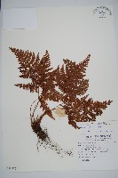 藏品(紅腺蕨)的圖片