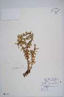 藏品(長柄千層塔)的圖片