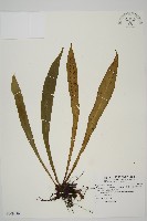 藏品(台灣劍蕨)的圖片