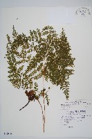 藏品(台灣小膜蓋蕨)的圖片