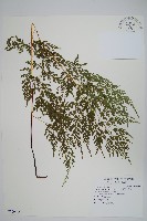 藏品(高山金粉蕨)的圖片