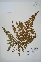 藏品(臺灣鱗毛蕨)的圖片