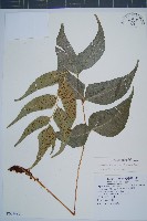 藏品(披針貫眾蕨)的圖片