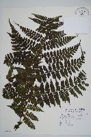 藏品(川上氏雙蓋蕨)的圖片