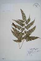 藏品(斜方複葉耳蕨)的圖片