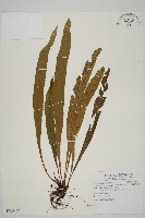 藏品(劍葉鐵角蕨、箭葉鐵角蕨)的圖片