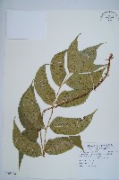 藏品(細齒貫眾蕨)的圖片