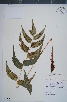 藏品(披針貫眾蕨)的圖片