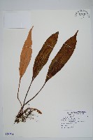 藏品(石葦)的圖片