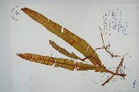 藏品(蓧蕨)的圖片