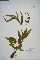 藏品(箭葉鱗始蕨)的圖片