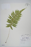 藏品(密毛毛蕨)的圖片