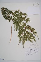 藏品(細裂蹄蓋蕨)的圖片