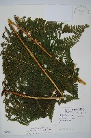 藏品(司氏碗蕨)的圖片