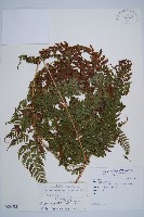 藏品(細裂蹄蓋蕨)的圖片