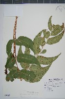 藏品(披針貫眾蕨)的圖片