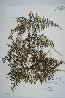 藏品(稀子蕨)的圖片