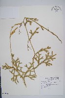 藏品(假石松)的圖片