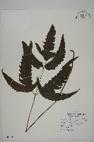 藏品(三叉蕨)的圖片