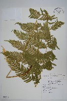 藏品(傅氏鳳尾蕨)的圖片