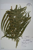 藏品(大葉毛蕨)的圖片