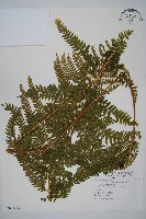 藏品(團羽鱗蓋蕨)的圖片