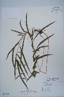 藏品(箭葉鳳尾蕨)的圖片