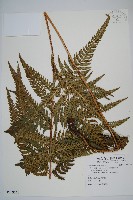 藏品(南海鱗毛蕨)的圖片