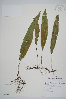 藏品(單葉雙蓋蕨)的圖片