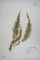 藏品(翅軸假金星蕨、短柄卵果蕨)的圖片