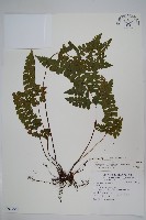 藏品(三角葉陵齒蕨、三角葉鱗齒蕨)的圖片