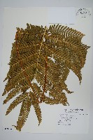 藏品(傅氏鳳尾蕨)的圖片