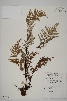 藏品(粉葉蕨)的圖片