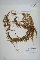 藏品(日本金粉蕨)的圖片