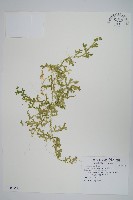 藏品(疏葉卷柏)的圖片