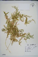 藏品(玉山卷柏)的圖片