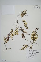 藏品(細葉蕗蕨)的圖片