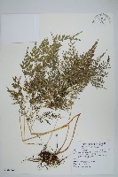 藏品(日本金粉蕨)的圖片