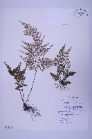 藏品(尖葉鐵角蕨)的圖片